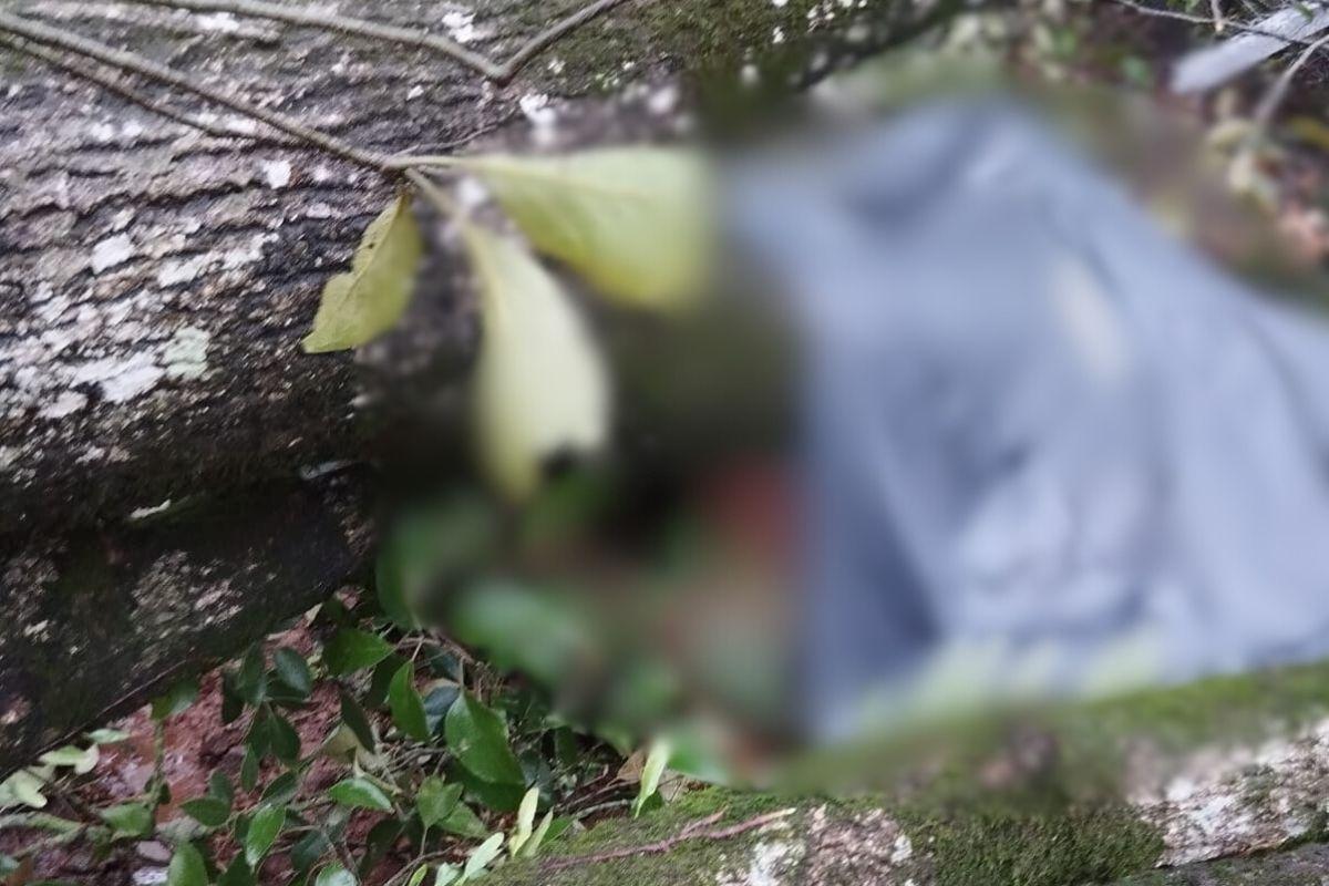Homem morre aps ser atingido por rvore durante vendaval em SC - DivulgaoCMBSCND